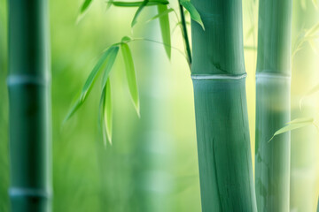 Fototapeta na wymiar Green bamboo, background abstract.
