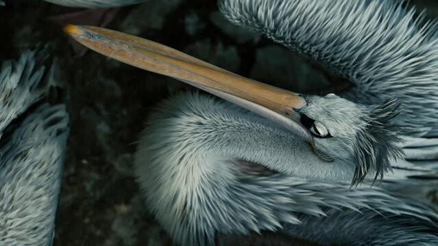 A 4k 120fps slow motion video with color correct of a pelican cleaning its self. showing the detail of wet feathers being shaken and scrubbed