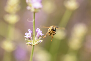 Macro photo of honey bee flying away from the lavender flower  Horizontally. 