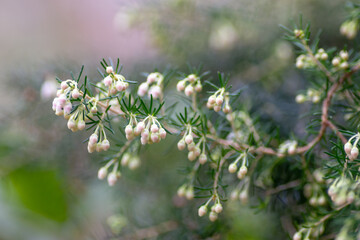 A branch with white buds in the garden
