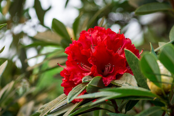 Red rhododedron flowers in the greenhouse