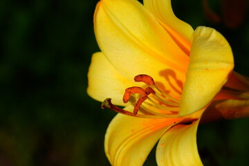 A bright variety of lily flowers.