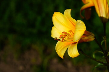A bright variety of lily flowers.