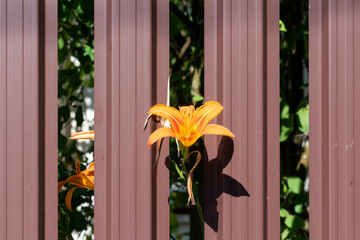 A bright variety of lily flowers.