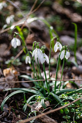 Snowdrops in the spring in the forest