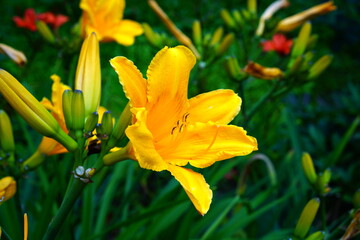 Fototapeta premium A bright variety of lily flowers.