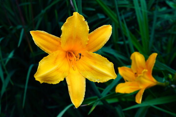 A bright variety of lily flowers.