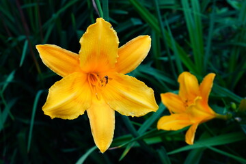 Fototapeta premium A bright variety of lily flowers.
