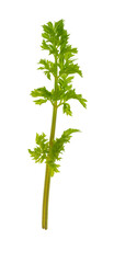 Branch with leaves of green parsley isolated on transparent, png. Young green parsley, seasonings, herbs.