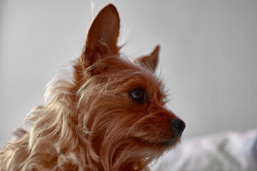 Portrait from below of very hairy Yorkshire Terrier