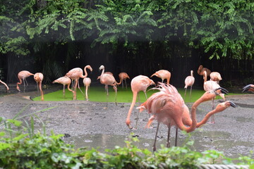 flamingos in the zoo