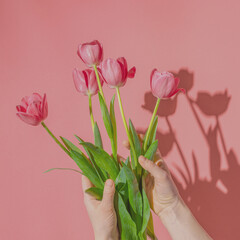 A girl holding pink tulips, a woman's hands with a bouquet gift on a pink background, hard sunlight. Floral spring background.