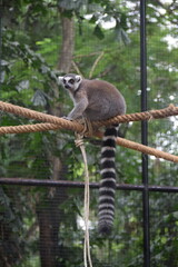 Naklejka premium ring lemur
