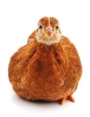 Obraz premium One red chicken.