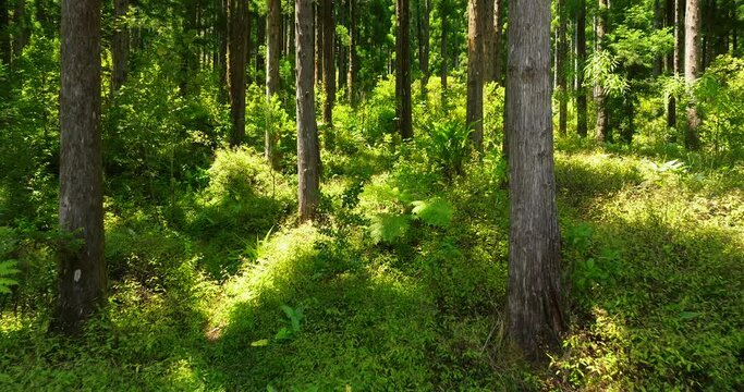 Forest in Reunion island amazing trees aerial view  