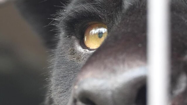 The eye of a black jaguar looking around, with reflection.