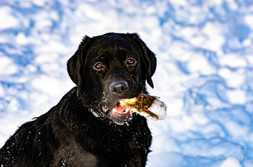 black labrador retriever