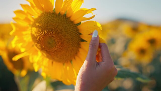 B roll - Hands of female touches the sunflower in rays of the bright sun, Harvesting agriculture sunflowers field nature concept.