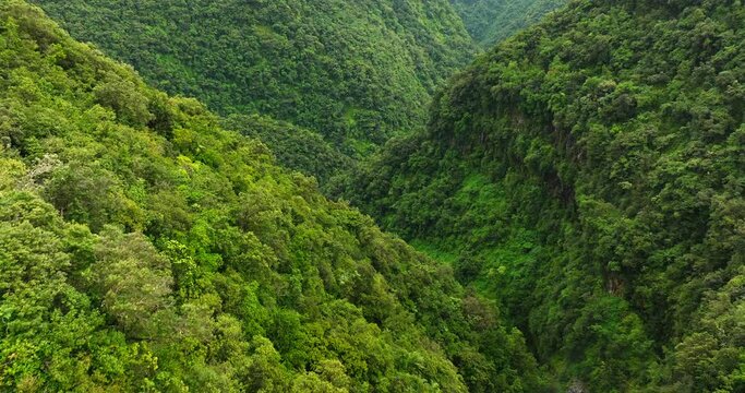 Forest in Reunion island amazing trees aerial view  