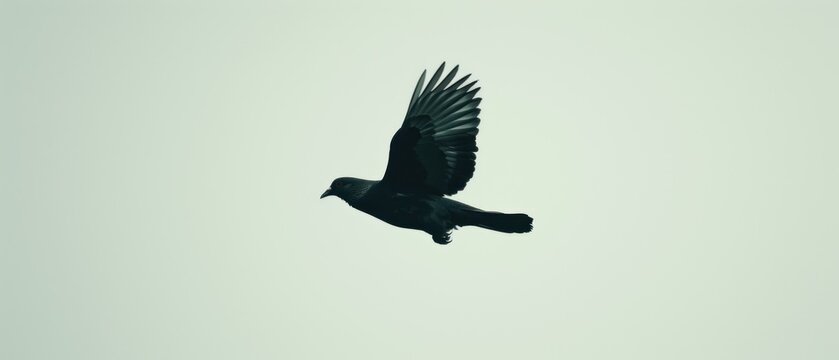 a black bird flying in the sky with it's wings spread out and it's wings spread wide.