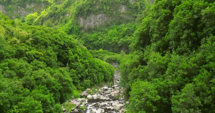 Forest in Reunion island amazing trees aerial view  