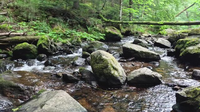 Beautiful river stream running through the Black Forest in Germany. Tall mountains, trees and spectacular views of nature surround the scene. Located in Breitnau, Baden-W&uuml;rttemberg Germany.