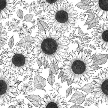 Sunflower outline hand drawing, black and white, coloring page