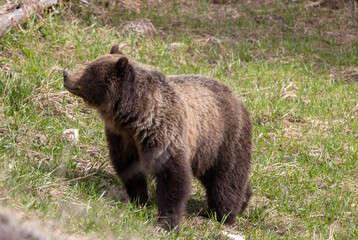 Grizzly Bear in Spring in Yellowstone National Park Wyoming