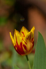 Tulips spring flowers