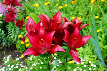 A bright variety of lily flowers.
