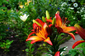 Obraz premium A bright variety of lily flowers.