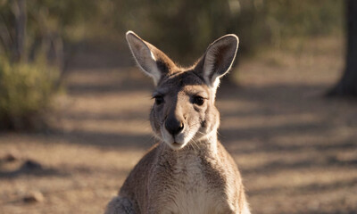 Kangaroo