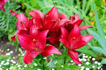 A bright variety of lily flowers.