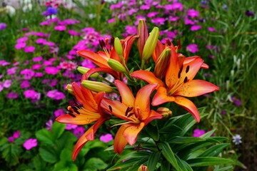A bright variety of lily flowers.