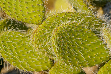 This is a photo of a cactus with thorns.