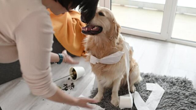 Golden retriever dog looking guilty at girl owner after playing with toilet paper in living room. Woman scolds pet doggy for mess at home