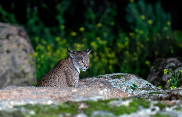 Iberian lynx in the Sierra de Andujar hunting at night, Spain.