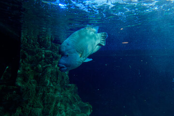 Underwater world with the humphead wrasse also known as Napoleon Wrasse (Cheilinus undulatus)