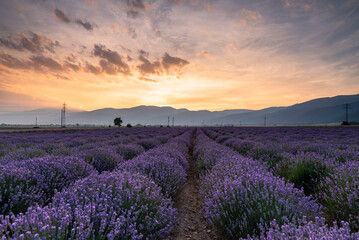 Fototapeta premium Lavender flower field at sunset.