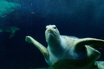 Underwater world with the green sea turtle also known as black sea turtle or Pacific green turtle...