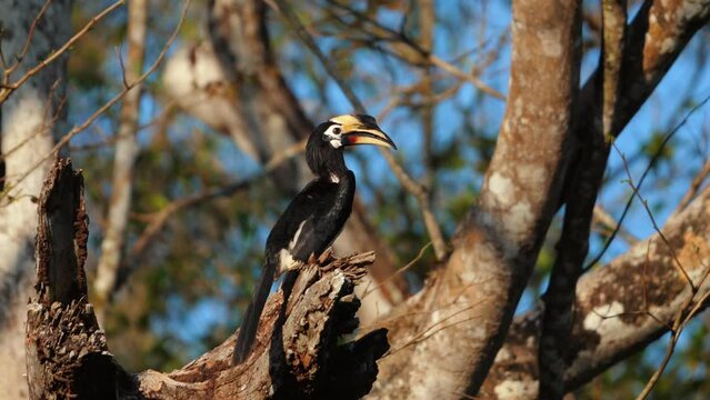 Oriental Pied Hornbill perched on tree branch in natural habitat with clear focus on distinctive features against forest background. Wildlife and conservation.