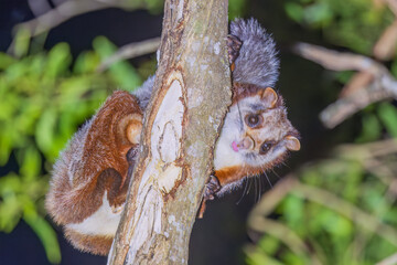 Namdapha flying squirrel (Biswamoyopterus biswasi) is endemic to Arunachal Pradesh, India at...