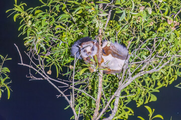 Namdapha flying squirrel (Biswamoyopterus biswasi) is endemic to Arunachal Pradesh, India at...