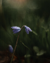 Spring flowers © Lukasz