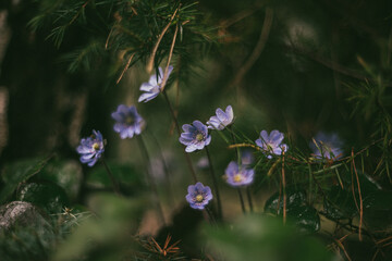 Spring flowers © Lukasz