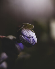 Spring flowers © Lukasz