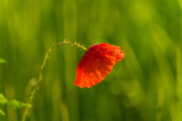 Spring flowers © Lukasz