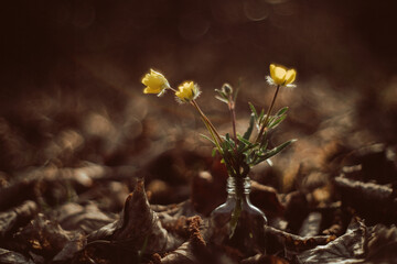 Spring flowers © Lukasz