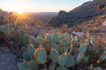 Sunset at Gates Pass, with prickly pear cactus and cholla cactus, in Tucson Arizona