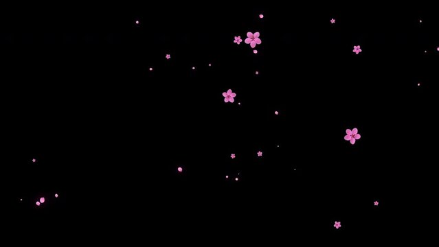 Exploding spiral small pink cherry blossom flowers and petals, spring animation transition, isolated on black background.